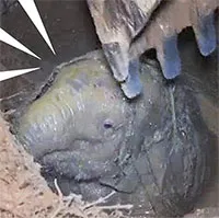Tiếng khóc ai oán thấu trời xanh của voi mẹ giữa đêm khuya và câu chuyện đầy cảm động sau đó