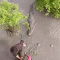 Video: Thót tim cảnh dân làng bắt cá sấu khổng lồ