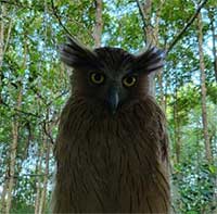 Cận cảnh loài chim cú cá quý hiếm xuất hiện ở Vườn quốc gia Mũi Cà Mau