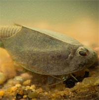 Những loài hóa thạch sống tồn tại lâu nhất trên Trái đất