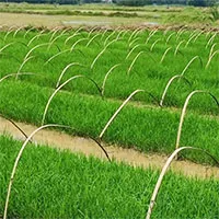 Trung Quốc phát triển giống lúa lai kỳ lạ: Gieo trồng một lần thu hoạch trong nhiều năm