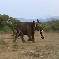 Voi có mặt kịp thời giải cứu sư tử bị thương trước bầy linh cẩu háu đói