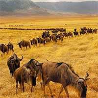 Hạn hán đang hủy diệt động vật hoang dã