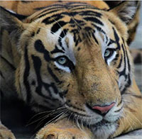 10% loài sinh vật trên Trái đất sẽ biến mất vào cuối thế kỷ XXI