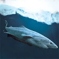Cá mập Greenland: Một sinh vật bí ẩn và hấp dẫn của đại dương