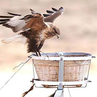 Trung Quốc dựng hơn 5.000 tổ nhân tạo cho chim săn mồi lớn