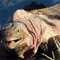 Ecuador phát hiện đàn con mới nở của kỳ nhông hồng cực quý hiếm