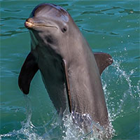 Lần đầu phát hiện cá heo có thể mắc Alzheimer như người