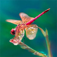 Sinh vật nào cảm nhận thời gian nhanh nhất?