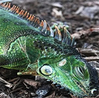 Mưa cự đà có thể trút xuống Florida khi trời lạnh