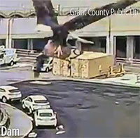 Đại bàng mang ngỗng Canada bay vụt qua trước camera