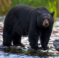 Nghiên cứu cho thấy gấu đen Mỹ đang tiến hóa để có bộ lông màu nâu đỏ