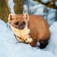 Bất ngờ trước cách săn mồi kỳ lạ của các loài động vật