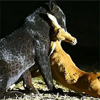 Báo đen bỏ con mồi chạy tháo thân khi "kẻ phá bĩnh" bất ngờ xuất hiện