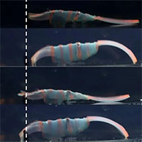 Tạo được robot siêu nhỏ có thể đi xuyên qua cơ thể để loại bỏ cục máu đông