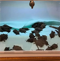 Hàng loạt dơi sốc lạnh ở Mỹ, rụng rơi lả tả