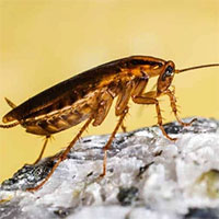 Bạn sẽ không còn ước toàn bộ gián trên thế giới tuyệt chủng nếu biết được sự thật này về chúng