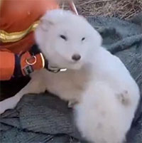 Tưởng cứu được chó lạc, ai ngờ đó là 