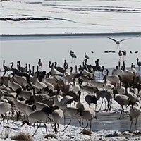 Hàng nghìn sếu quý hiếm đổ về khu bảo tồn Vân Nam