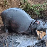 Hà mã mắc chứng rối loạn nhân cách, đoàn "thợ săn" thiện chiến nhất châu Phi cũng phải lắc đầu ngán ngẩm