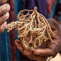 Biện pháp tránh thai kỳ lạ ở sa mạc Sahara