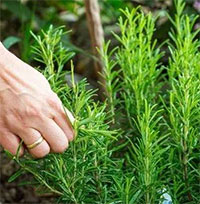 Loại thảo mộc được sử dụng trong nấu ăn có tác dụng giảm kích thước khối u đến 85%, ngăn ngừa lão hóa não