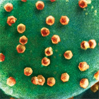 Phát hiện sinh vật đầu tiên chuyên ăn virus