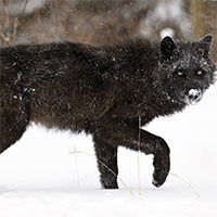 Virus khiến lông sói đổi màu ở Bắc Mỹ