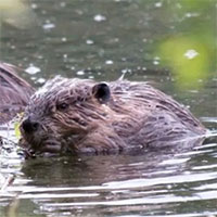 Đàn hải ly có tới 11.000 con xâm chiếm vùng lãnh nguyên Alaska