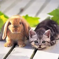 Vì sao năm Mão của Việt Nam là mèo, ở Trung Quốc, Hàn Quốc là thỏ?