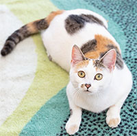 Vì sao mèo tam thể luôn là mèo cái?