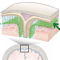 Tiếp tục phát hiện cấu trúc hoàn toàn mới trong não người