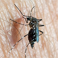 Các nhà khoa học Trung Quốc dùng muỗi ngăn chặn virus truyền qua động vật