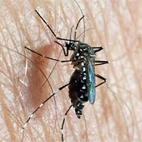 Các nhà khoa học Trung Quốc dùng muỗi ngăn chặn virus truyền qua động vật
