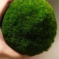 Marimo: Loài tảo cầu cực kì "đáng yêu" đang được giới trẻ yêu thích hiện nay là gì?