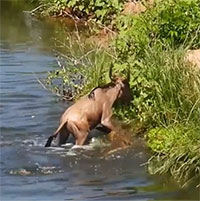 Cá sấu cướp linh dương đầu bò từ tay đồng loại