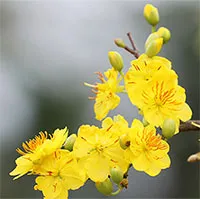 Vị thuốc bất ngờ từ hoa đào, hoa mai