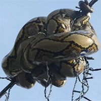 Trăn gấm dài 3m mắc kẹt trên dây đèn, không thể tự thoát ra