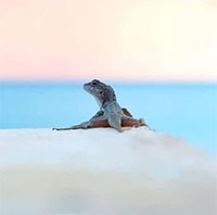 Thằn lằn đô thị đang 