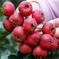 2 loại quả vừa là 