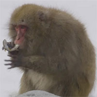 Lần đầu tiên các nhà khoa học ghi hình được khỉ tuyết bắt cá