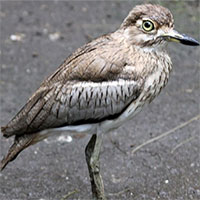 Khoảnh khắc cá sấu được đồng minh tí hon bảo vệ 