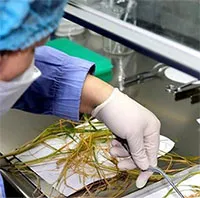 Trung Quốc thử nghiệm nhân giống cây trồng trên vũ trụ