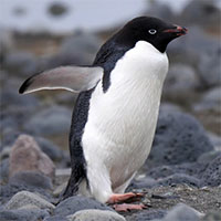 Điều gì xảy ra khi chim cánh cụt tự nhìn vào gương?