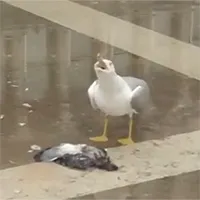 Video: Chim hải âu "cười điên cuồng" sau khi sát hại bồ câu