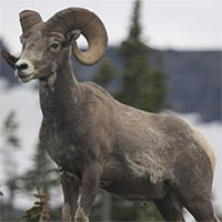 Những loài động vật phải tự 