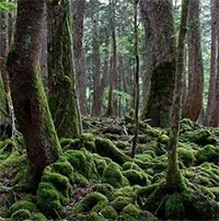 Aokigahara: Khu rừng bí ẩn ở Nhật Bản