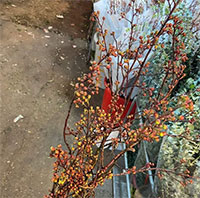 Những cành đào mới lạ đang