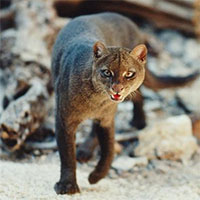 Loài mèo to gấp đôi mèo nhà, trông như con chồn ở châu Mỹ
