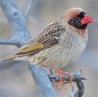 Kenya tuyên chiến với 6 triệu con chim Quelea phá hoại mùa màng